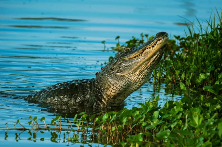 Why Are There So Many Alligators In Florida?