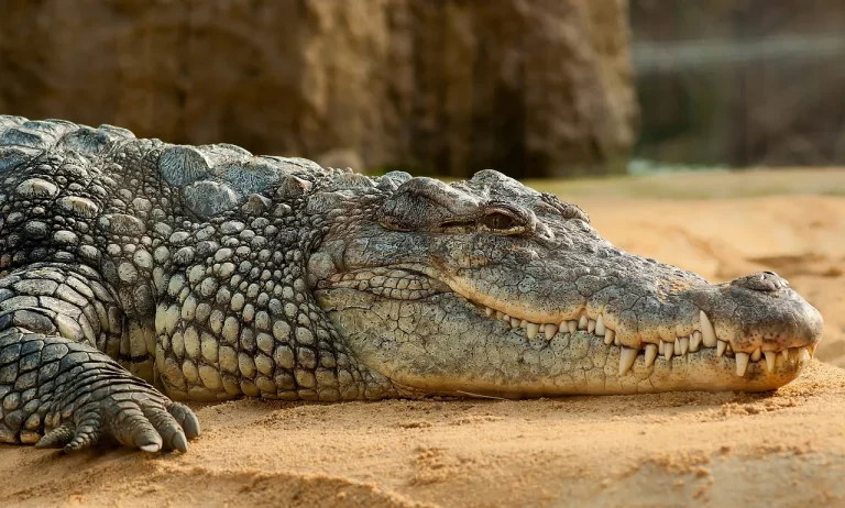 Crocodiles In Florida: The List Of Habitats And Sightings
