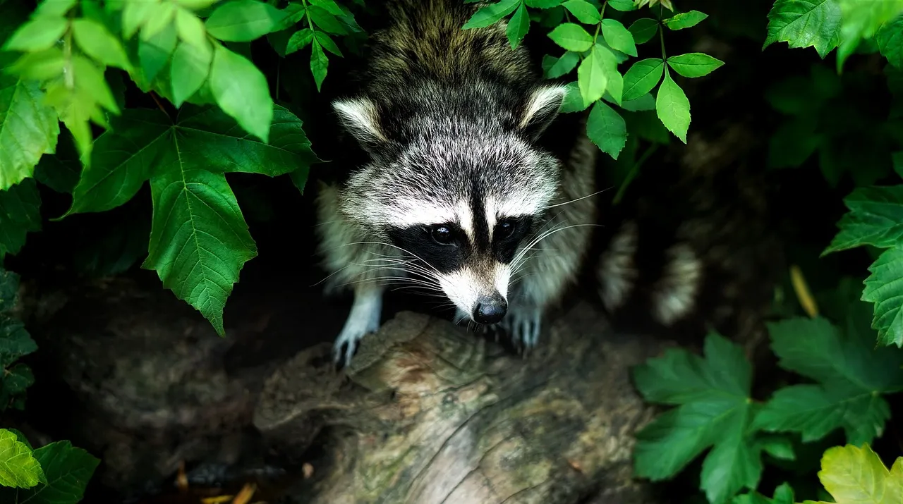 can-you-own-a-raccoon-in-florida-eye-and-pen