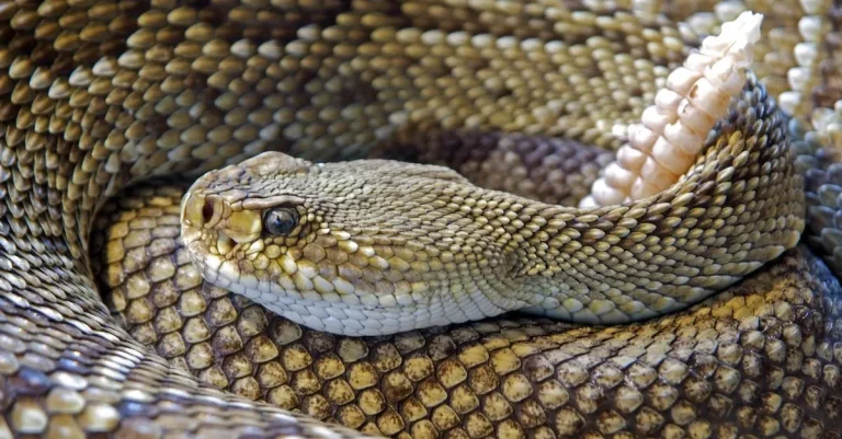 Poisonous Snakes In Texas: A Complete Guide